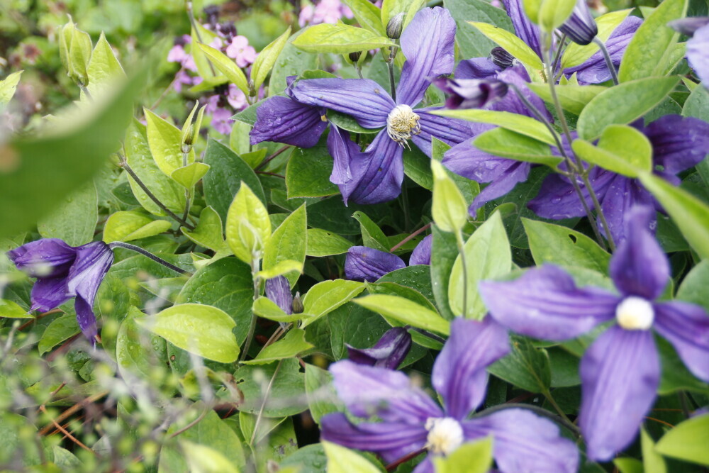 Nieuwsbrief zomereditie 2025