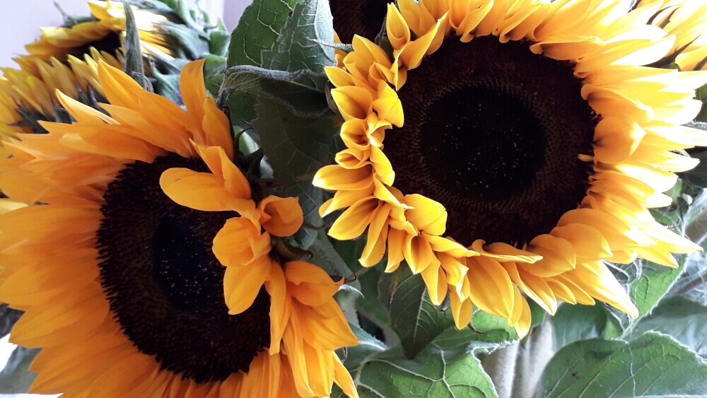 Nieuwsbrief Zomereditie 2024